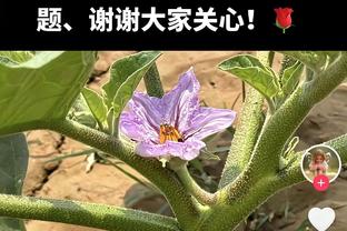 维金斯首节砍2分1助送4失误 次节状态回暖5中3得到6分3板1助